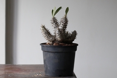 PLANTA: Pachypodium homborense - CATARINA AMORA