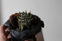 Imagem do PLANTA: Ariocarpus trigonus "minor"