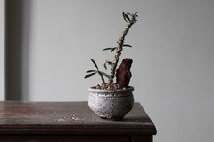PLANTA: Euphorbia rossii - comprar online