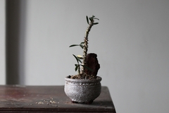 PLANTA: Euphorbia rossii - loja online