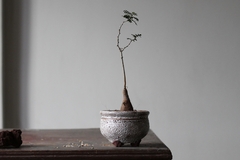 PLANTA: Operculicarya pachypus - comprar online