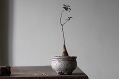 PLANTA: Operculicarya pachypus