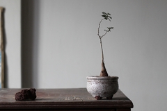 Imagem do PLANTA: Operculicarya pachypus
