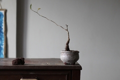PLANTA: Operculicarya pachypus