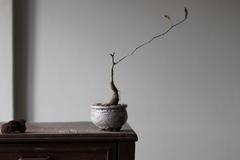 Imagem do PLANTA: Operculicarya pachypus