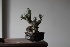 POT: CAT235 - buy online