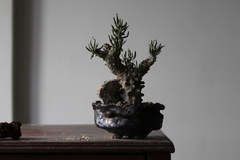 PLANTA: Tylecodon wallichii - loja online