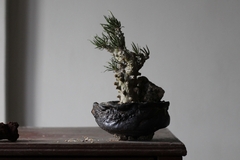 PLANTA: Tylecodon wallichii