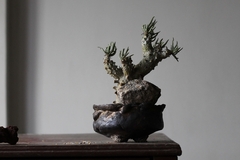 Imagem do PLANTA: Tylecodon wallichii