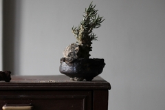 PLANTA: Tylecodon wallichii na internet