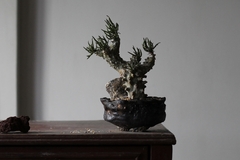 PLANTA: Tylecodon wallichii - loja online