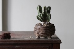 PLANTA: Euphorbia resinifera - comprar online