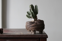 PLANTA: Euphorbia resinifera - CATARINA AMORA