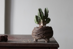 PLANTA: Euphorbia resinifera - loja online