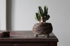 Imagem do PLANTA: Euphorbia resinifera