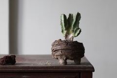 PLANTA: Euphorbia resinifera - comprar online