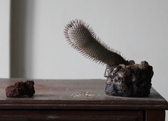 PLANTA: Mammillaria perezdelarosae - loja online