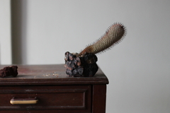 PLANTA: Mammillaria perezdelarosae - CATARINA AMORA