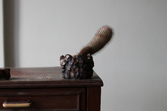 PLANTA: Mammillaria perezdelarosae