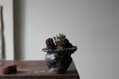 PLANTA: Ariocarpus trigonus "minor" - buy online