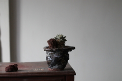PLANTA: Ariocarpus trigonus "minor"