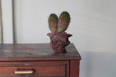 planta - buy online