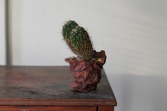 POT: CAT189 - buy online