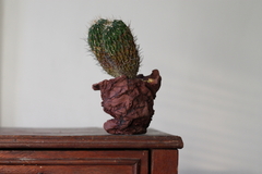 POT: CAT189