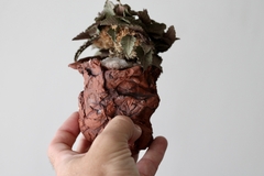Planta: Euphorbia francoisii