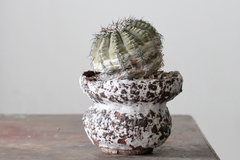 PLANTA: Gymnocalycium occultum - loja online