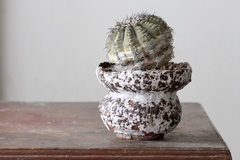 Image of POT: CAT167