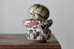 Image of POT: CAT167