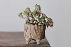 POT: CAT187 - buy online