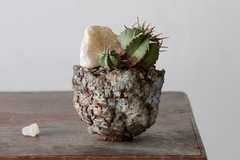 POT: CAT186 - online store