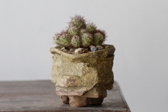 POT: CAT185