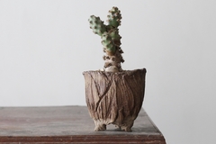 POT: CAT183 - buy online