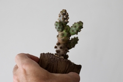 PLANTA: Tephrocactus molinensis - comprar online