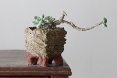 PLANTA: Sedum clavatum - comprar online