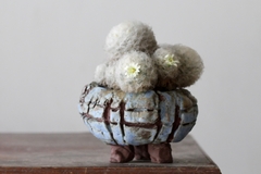 Image of PLANTA: Mammillaria plumosa