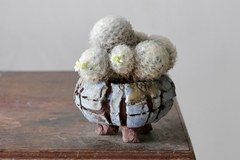 POT: CAT177 - buy online