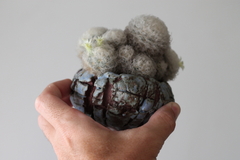 PLANTA: Mammillaria plumosa - CATARINA AMORA