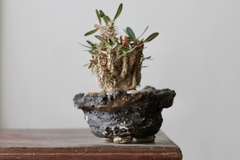 Image of POT: CAT176
