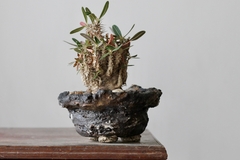 POT: CAT176 - online store