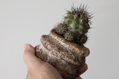 PLANTA: Copiapoa barquitensis - comprar online