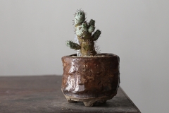 PLANTA: Ortegocactus macdougallii na internet
