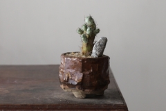 POT: CAT172 - buy online