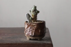 POT: CAT172 - buy online