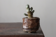 PLANTA: Ortegocactus macdougallii - comprar online