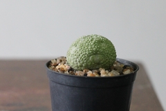 PLANTA: Pseudolithos migiurtinus - loja online