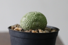 PLANTA: Pseudolithos migiurtinus - CATARINA AMORA